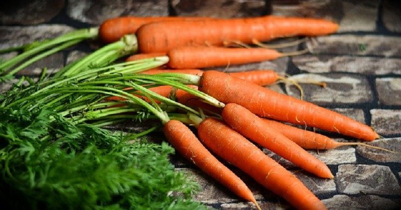 Conheça os benefícios da cenoura