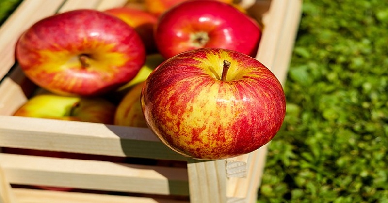 Conheça os benefícios da maçã
